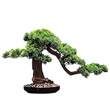 Simulation Topfpflanzen Bonsai-Baum Simulation Pflanze Bonsai...
